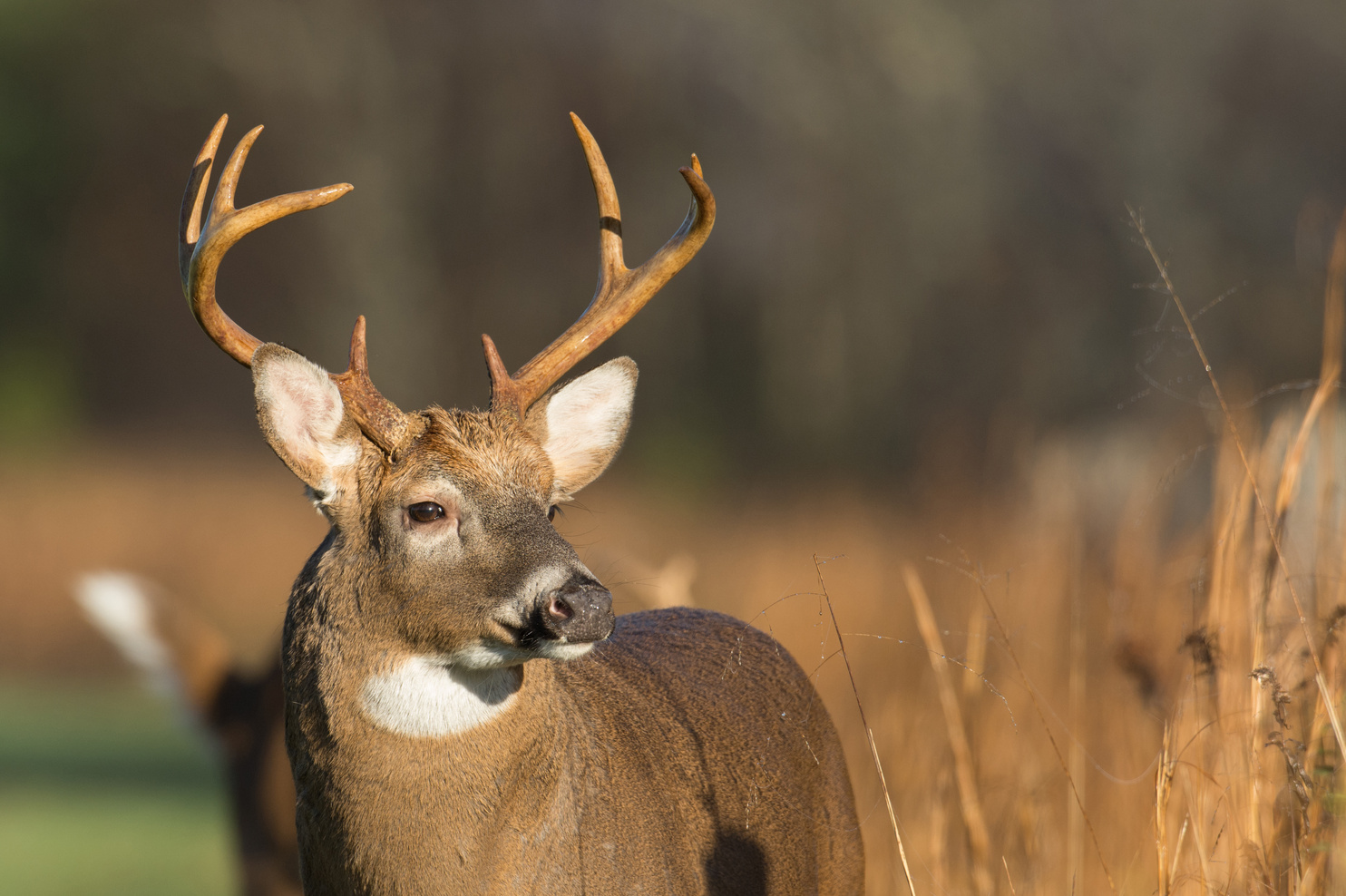 a close up of a deer with antlers in a field